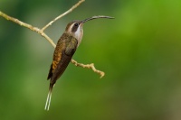 Kolibrik zapadni - Phaethornis longirostris - Long-billed Hermit o5213